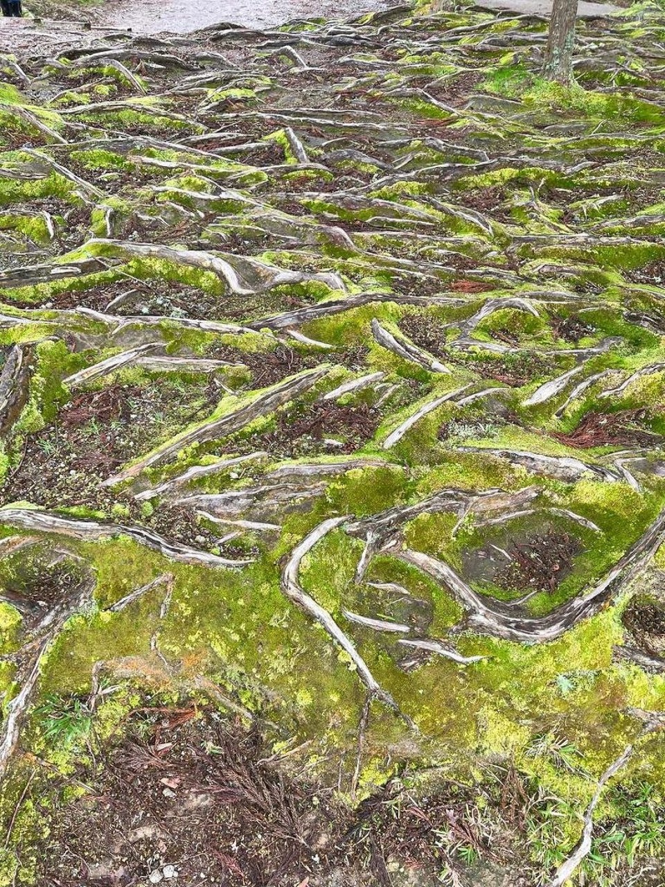 Portugal - Ponta Delgada - Eine Landschaft von oben? Nein, Baumwurzeln 