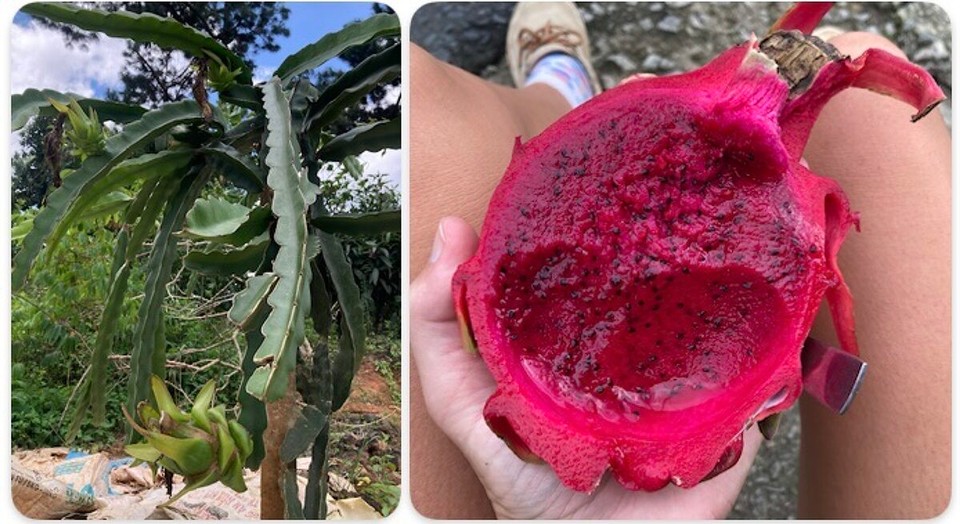 Vietnam - Da Lat - So sieht also die dazugehörige Pflanze aus 🤓 und es schmeckt mal wieder soo gut 🤤