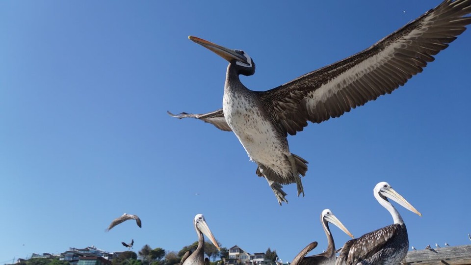 Chile - Santiago de Chile - 