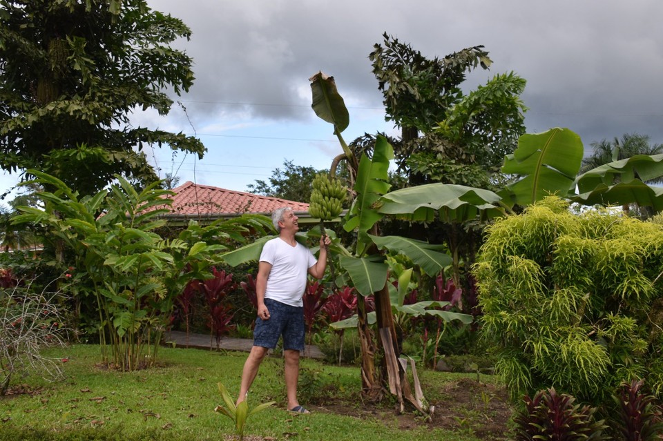 Costa Rica - San Carlos - Außerdem ist hier das Paradies für Bananenliebhaber.