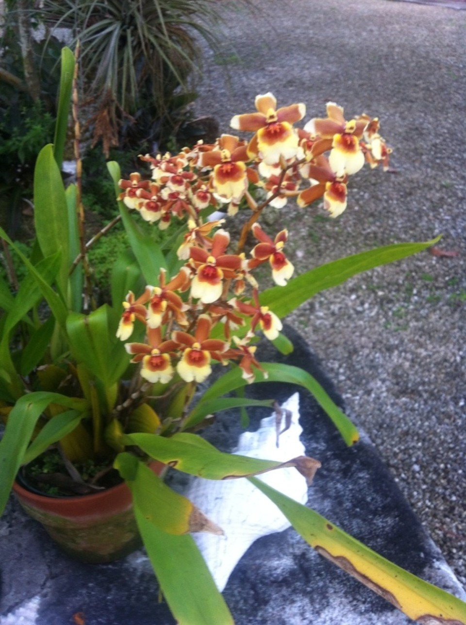 Egyesült Államok - Coral Terrace - 