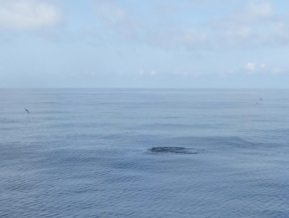 Ireland -  - The calm seas made spotting porpoises easy, and they even interrupted their fishing to swim over to investigate what we were up to.