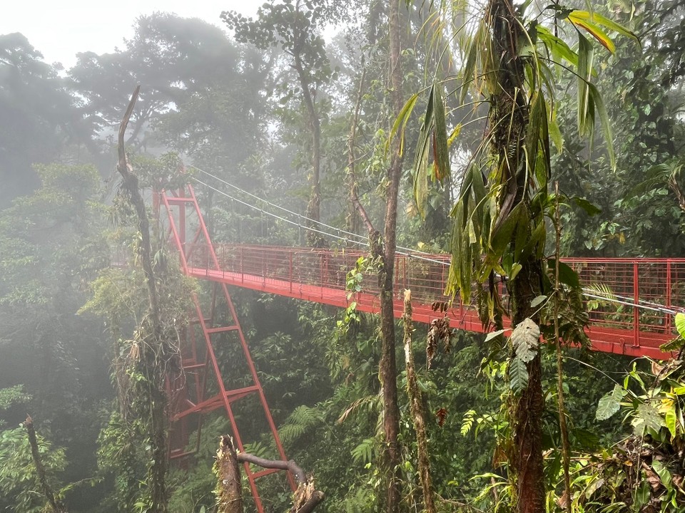 Costa Rica - Abangares - Der Nebelwald hat viel zu bieten…

… unter anderem auch eine Hanging Bridge 🌉 