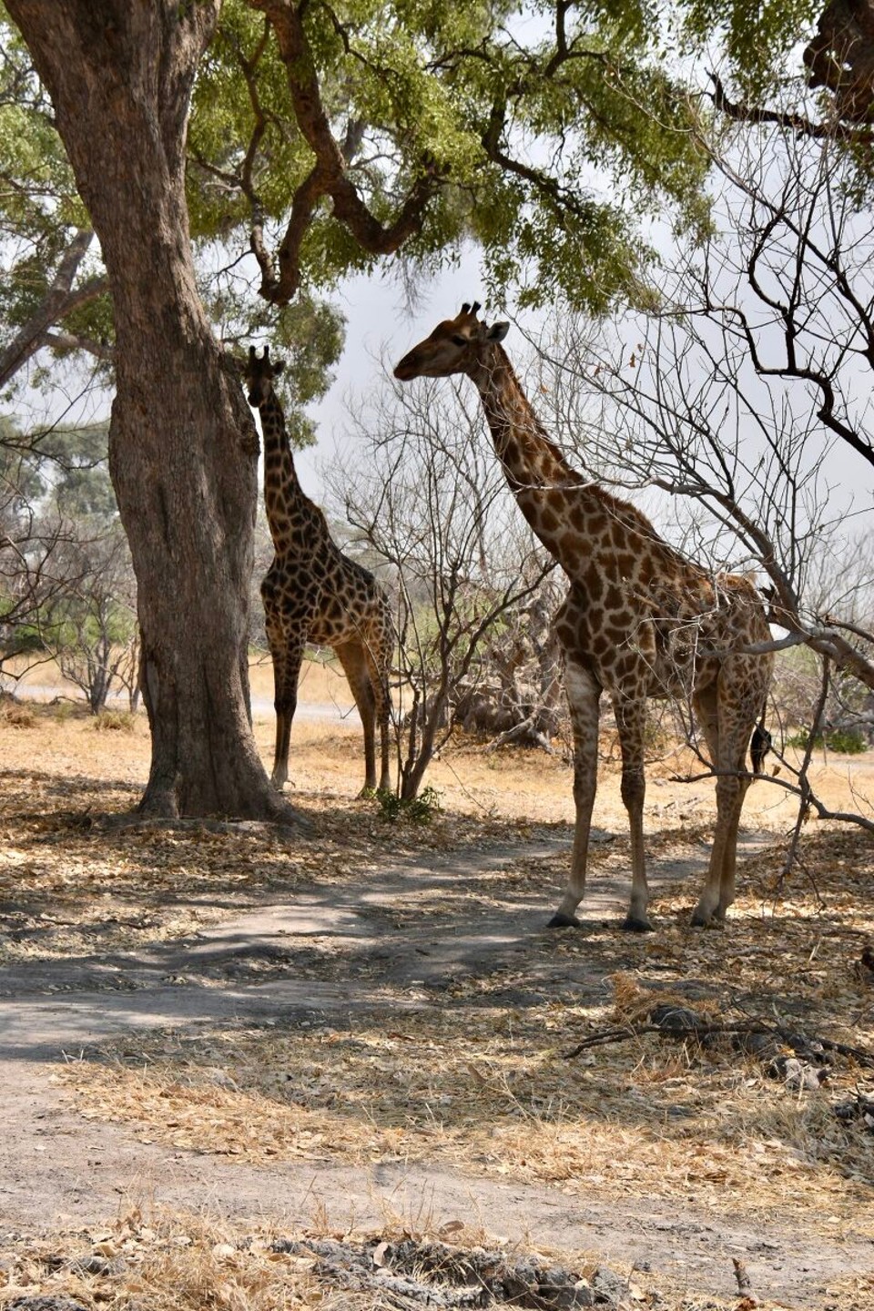 Botsuana -  - Immer wieder kreuzen grazile Giraffen unseren Weg.