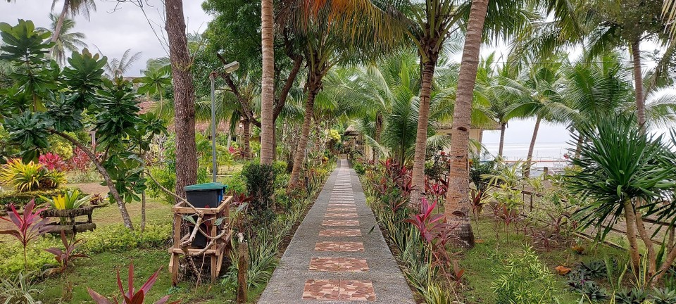 Philippines - Donsol - 