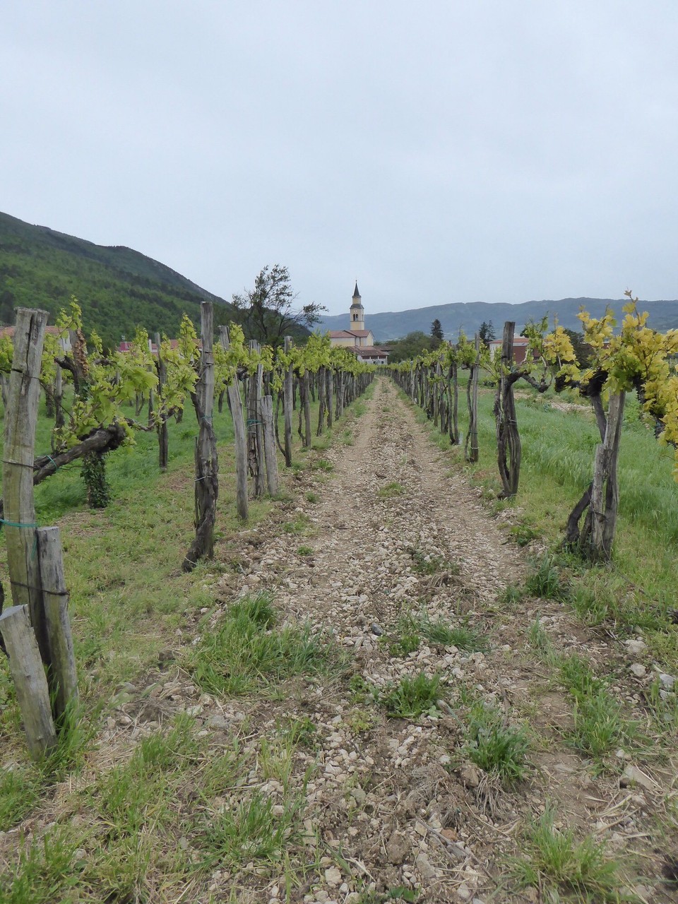 Slowenien - Vipava - Die Weinfelder
