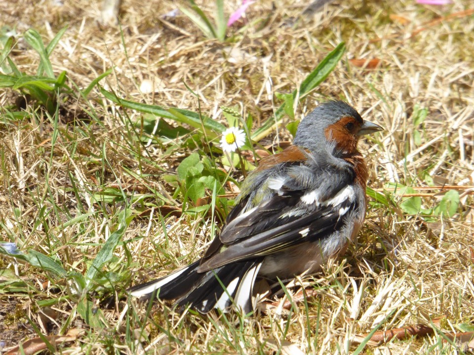 United Kingdom - Isles Of Scilly - Our first stop was the cafe, where there were some very bold sparrows after our tea and pasty. A male chaffinch happily sat in the sun.