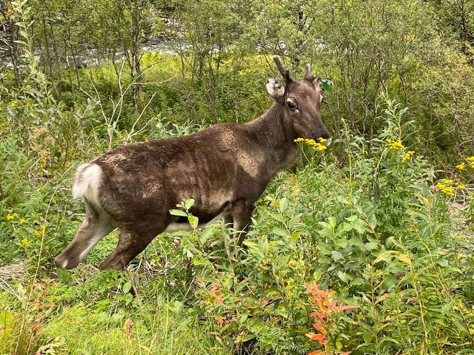 Norwegen - Vangsvik - …ein Rentier