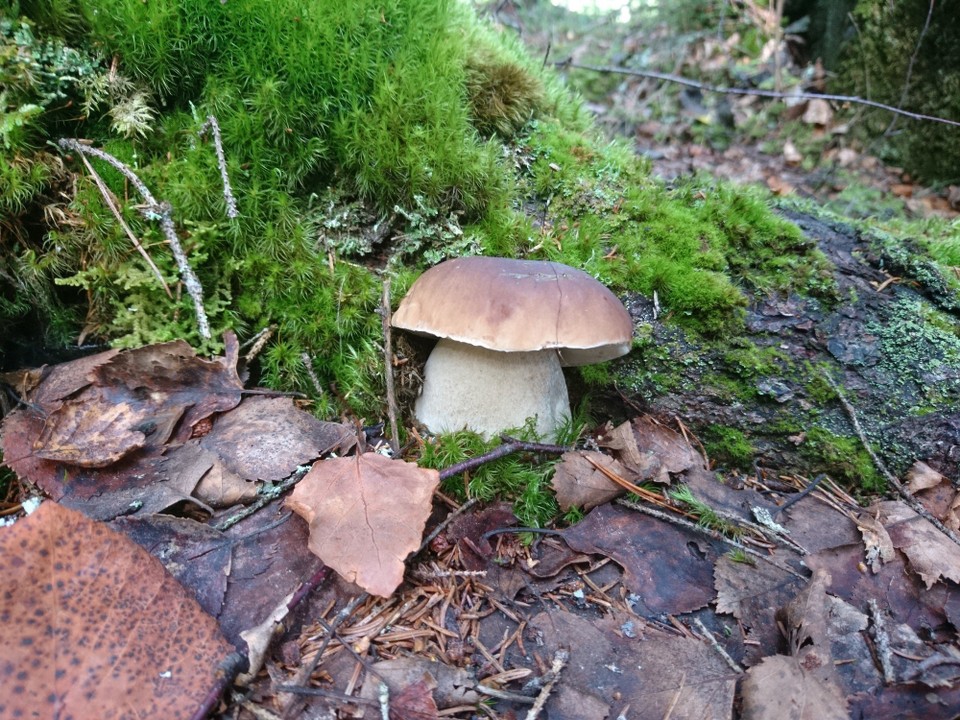 Finnland - Tampere - Das sollte doch ein Steinpilz sein oder?