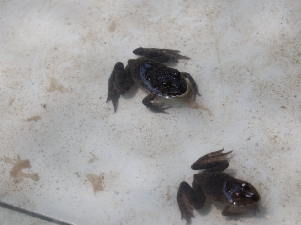 Vietnam - Mỹ Tho - Die Frösche 🐸 für die Speisekarte...