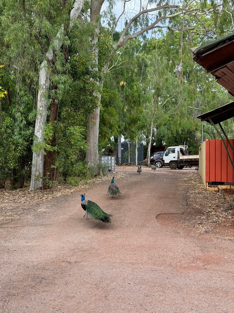 Australien - Katherine South - Bim ZMorgaessa simr vonera Horda Pfäu umzingelt gsi. Dia hettend glaub au gära mitgessa. So viel ufs Mol hemr doch nonia gseh (öpa 20).