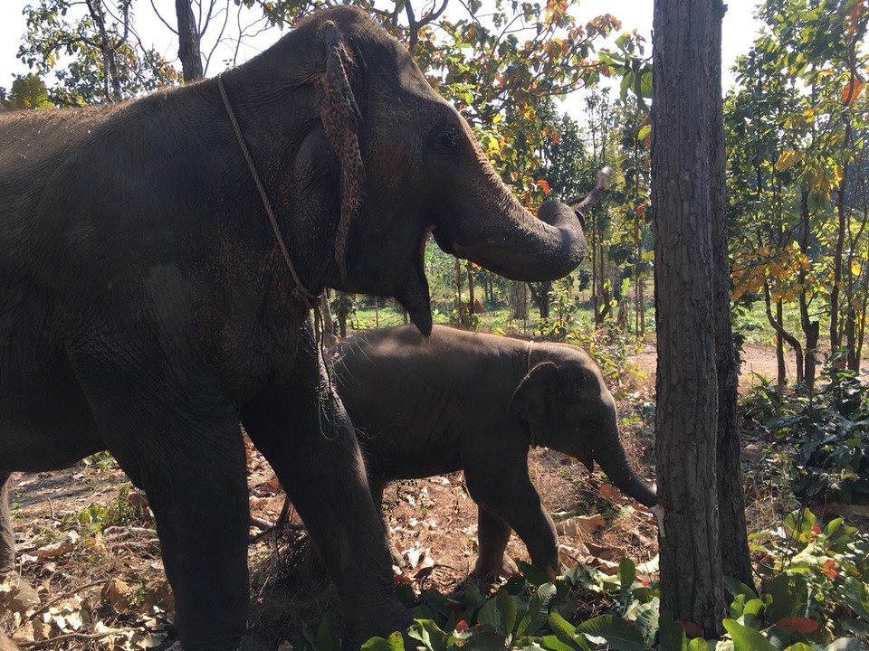 Thailand - Chiang Mai - 