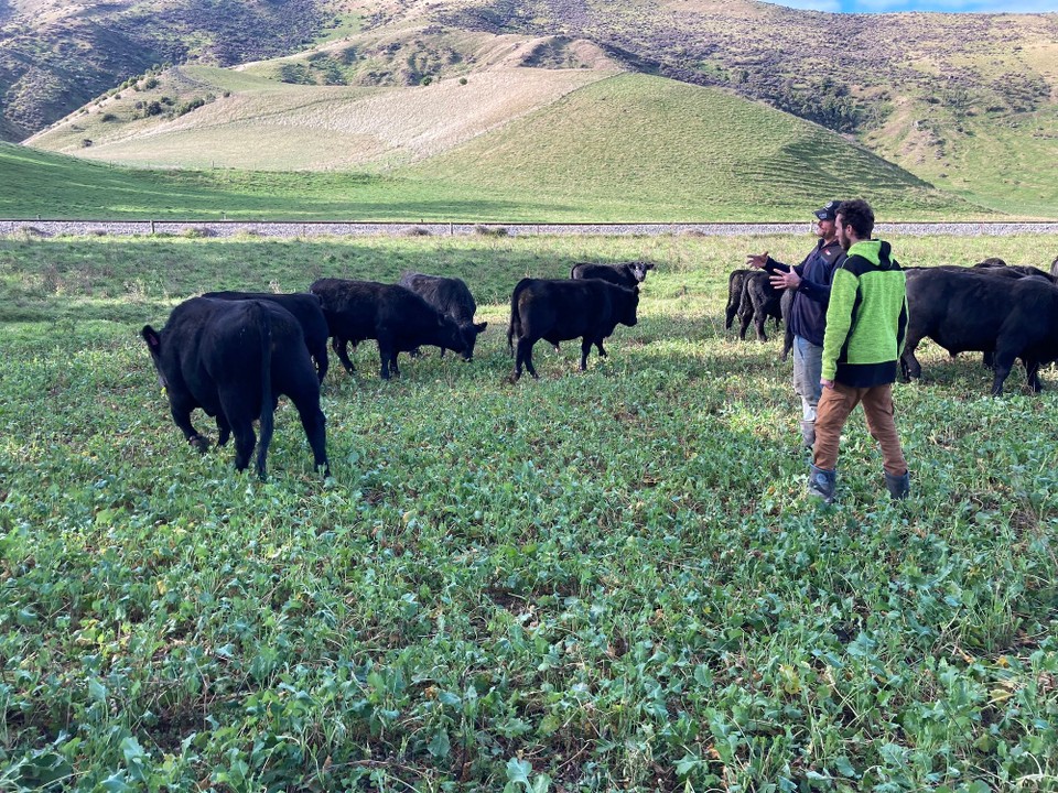 Neuseeland - Ward - Und weil es noch mehr Tiere auf der Farm gibt, kümmern wir uns kurz noch um die Weide der Bullen. Die haben Hunger also stecken wir die Weide neu ab, mit viel frischem Grün.
