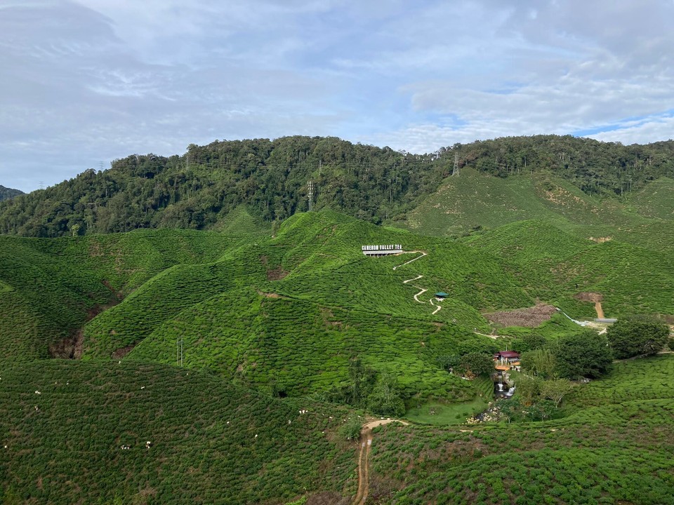Malaysia - Tanah Rata - Bis zur Cameron Valley Tea Plantage, dort verkosten wir heute mal den Tee