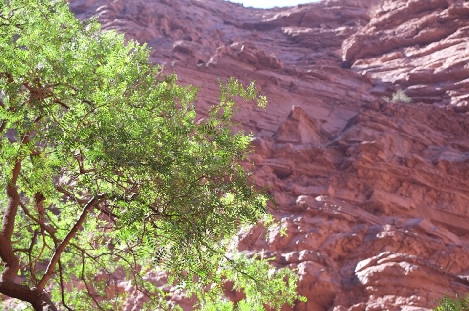 Argentinien - Cafayate - 