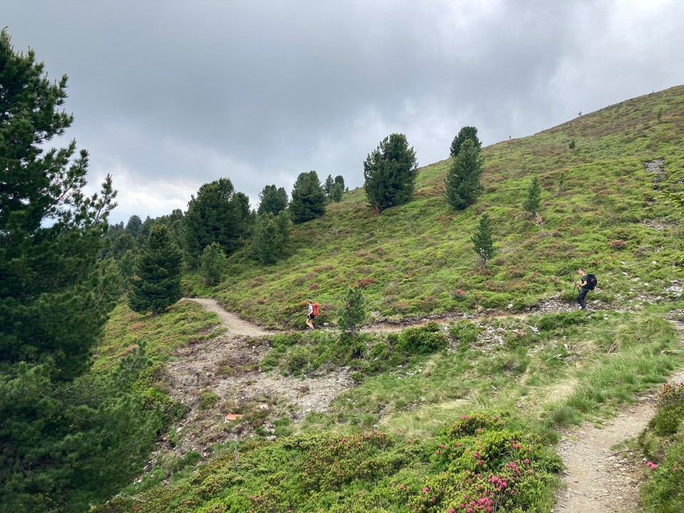 Ort bestimmen … -  - Almwiesen an der Baumgrenze 