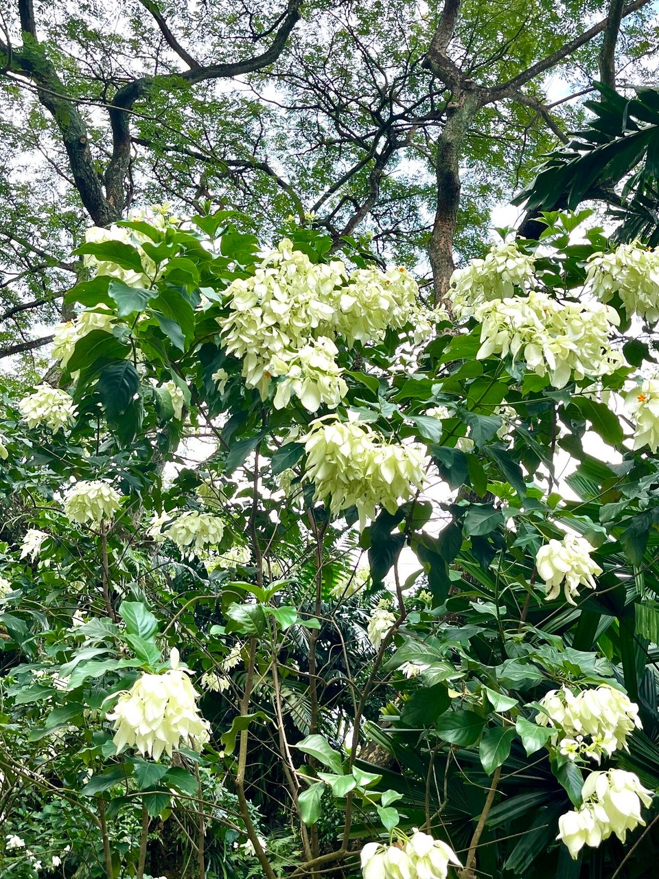 Singapur - Singapur - 