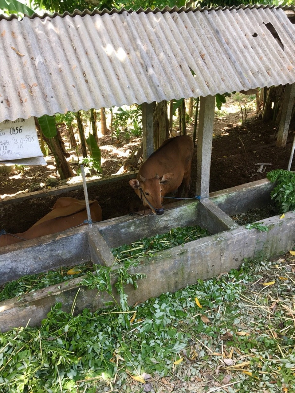 Indonesien - Klungkung - 