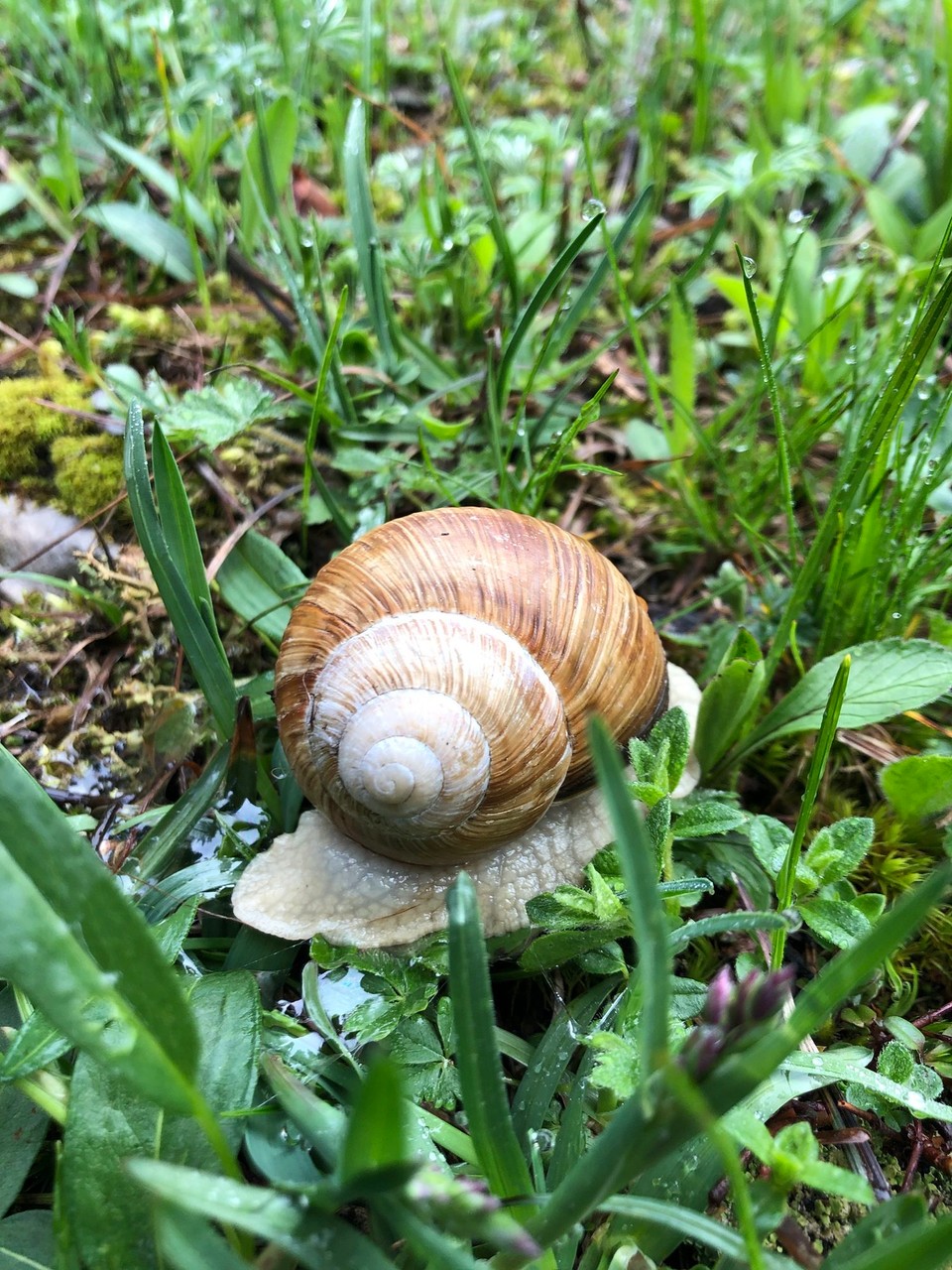 Schweiz - Le Chenit - Da trägt jemand noch etwas mehr mit als wir!