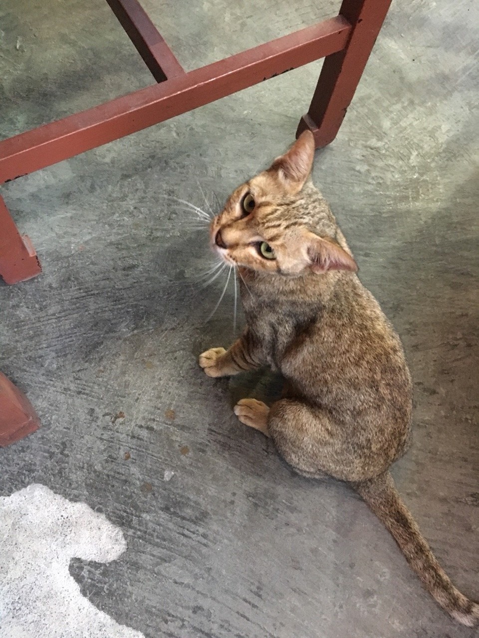 Thailand - Koh Samui - Süsser Besucher im Resti
