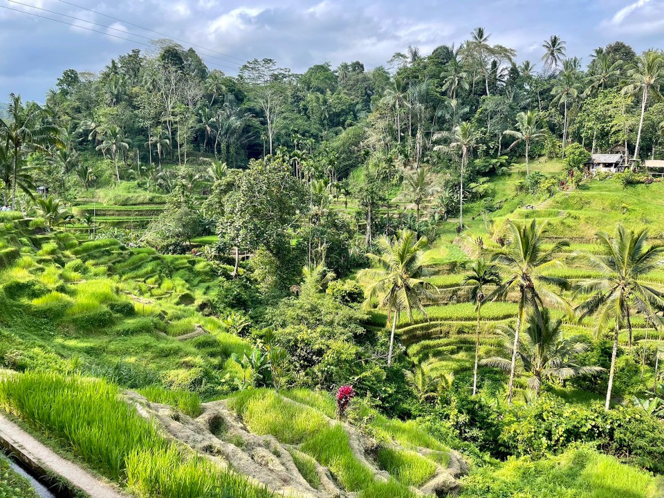 Indonesien - Gianyar - Die Reisterrassen gehören zu den schönsten auf Bali, deshalb haben wir mit diesem Anblick den Nachmittag verbracht.