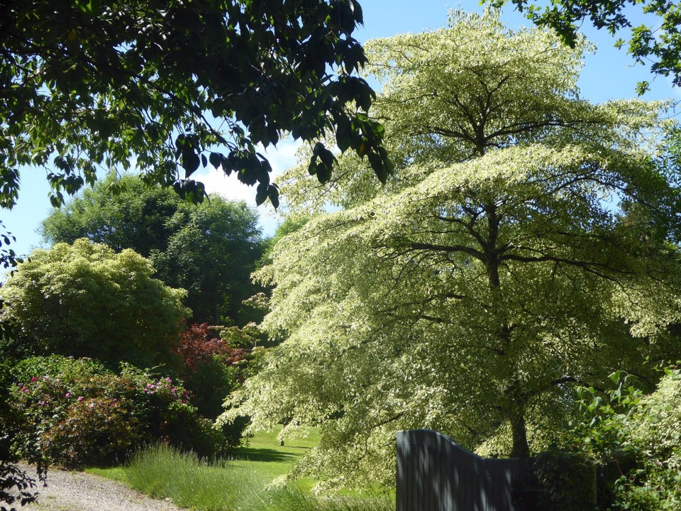 Ireland - Monkstown - The woods and grounds of the houses surrounding it, however, are lovely.