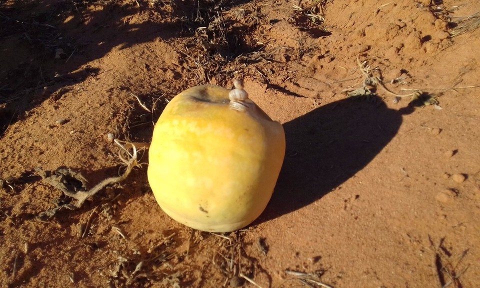 Australia - Taylorville - 3 snails being acrobats on a butternut.