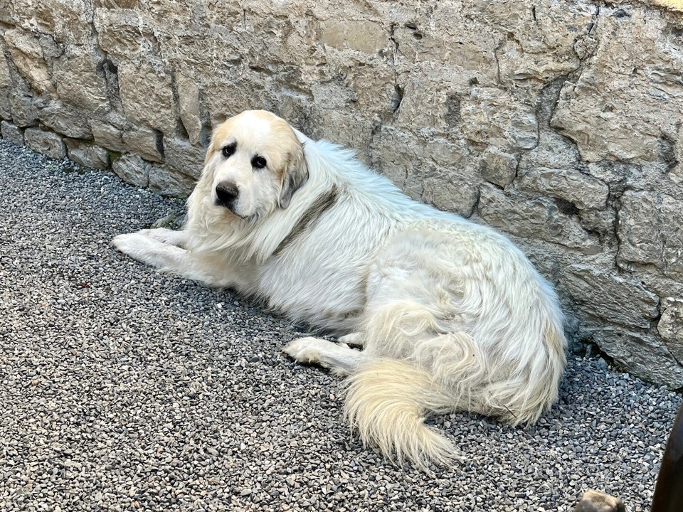 Frankreich - Urt - Patou, pyrenäischer Herdenschutzhund