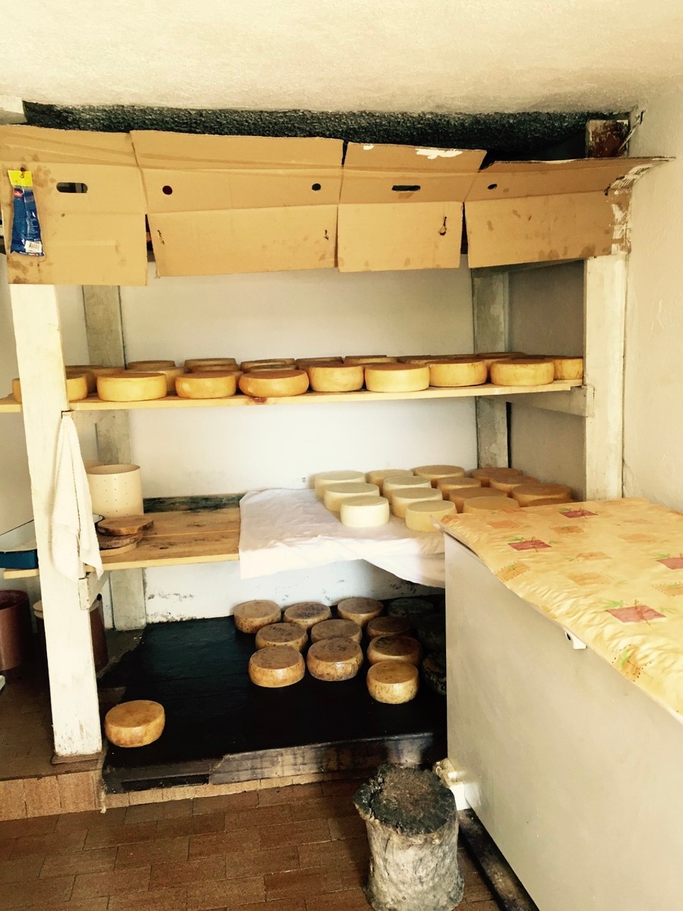 Kroatien - Šimuni - alles Käse