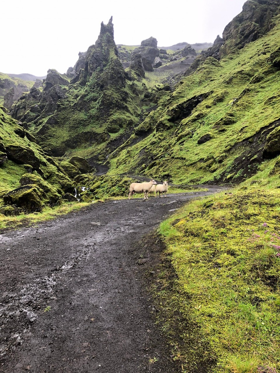 Island - Mýrdalshreppur - Süss... eine Schaf-Familie... Hoffentlich halten die es aus, wenn wir an ihnen vorbei marschieren...
