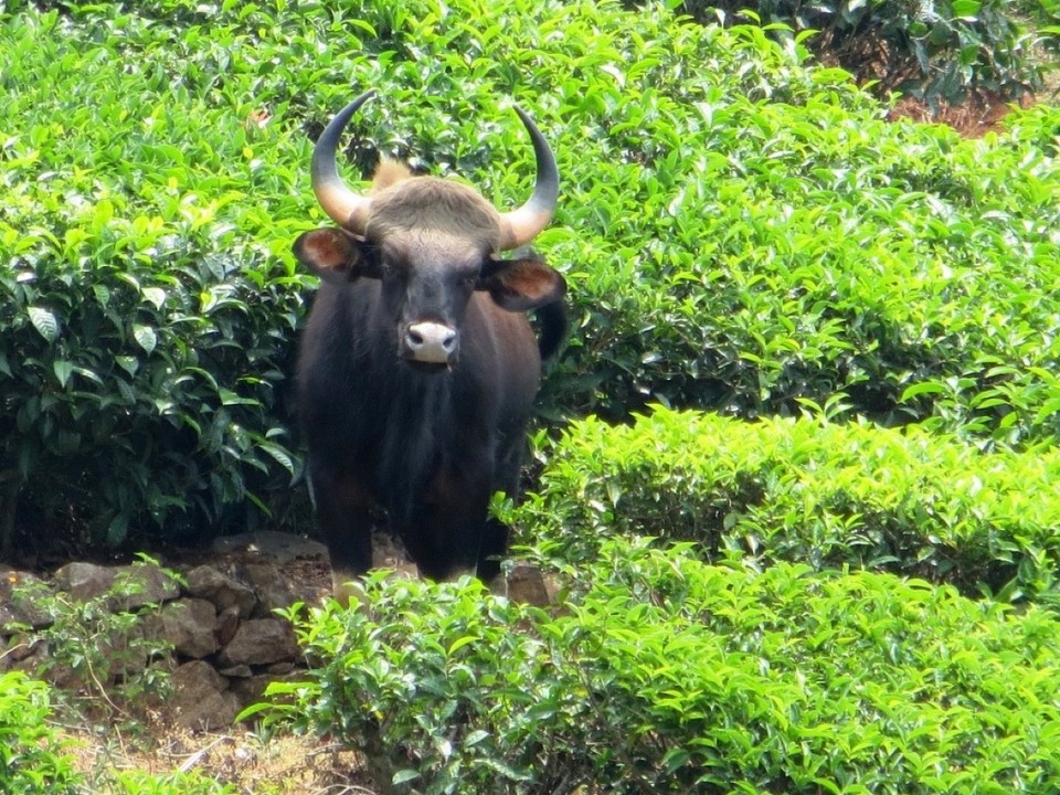 Indien - Coonoor - 