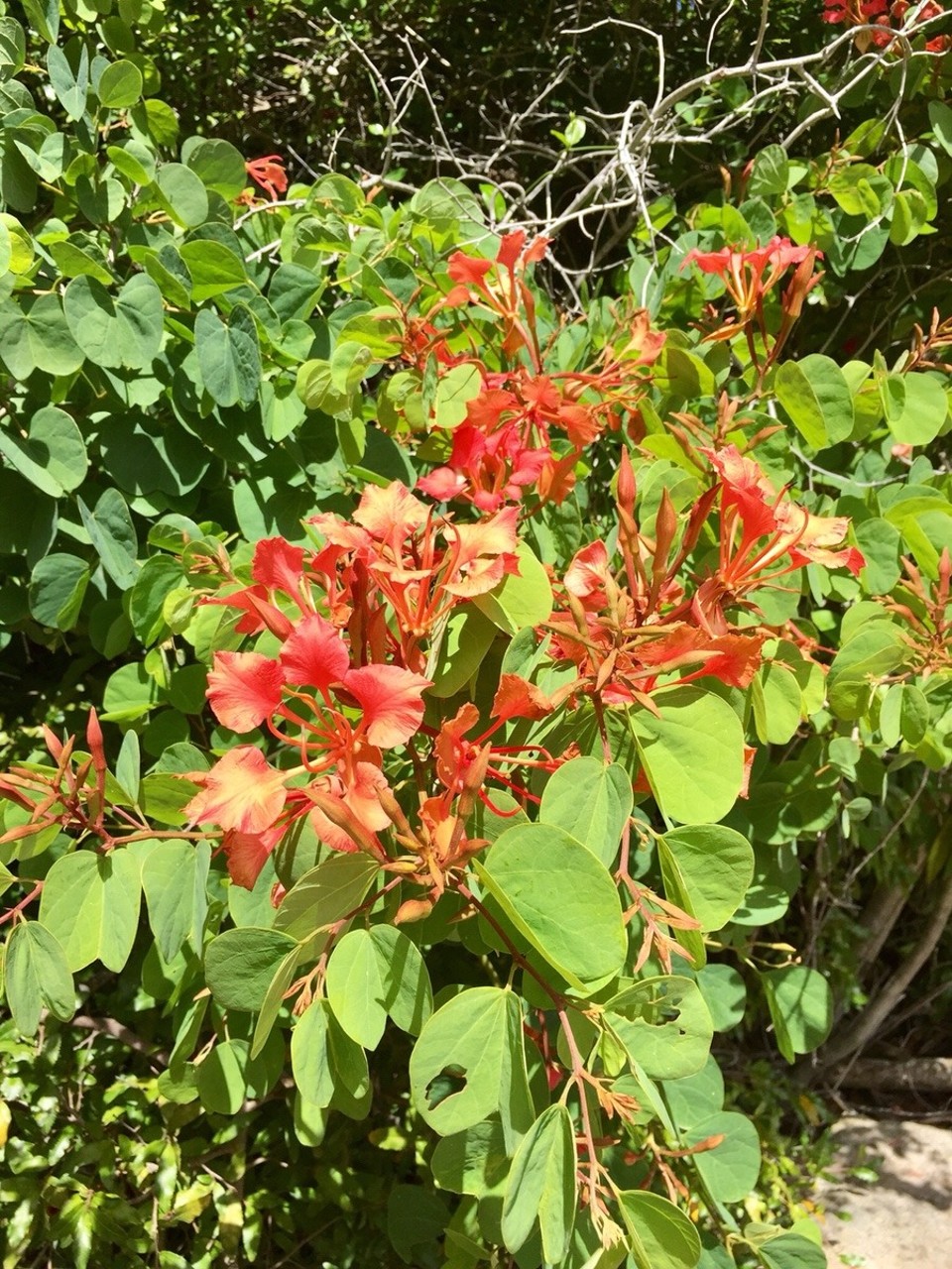 Südafrika - Cape Town - Kirstenbosch
