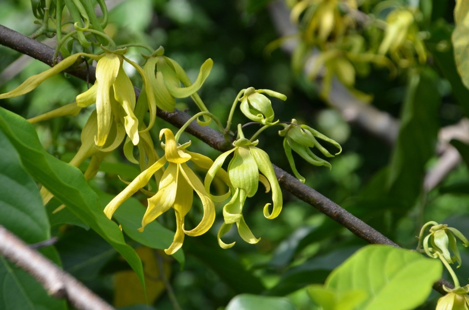 Madagaskar - Nosy Be - Ylanylang Blöien
