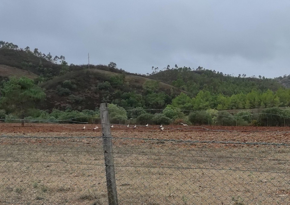 Portugal - Armação de Pêra - Im Land der Störche