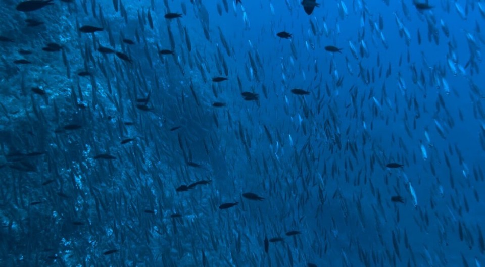 Italien - Porto Azzurro - Vorsicht, Fisch von rechts, links, oben, unten….überall!