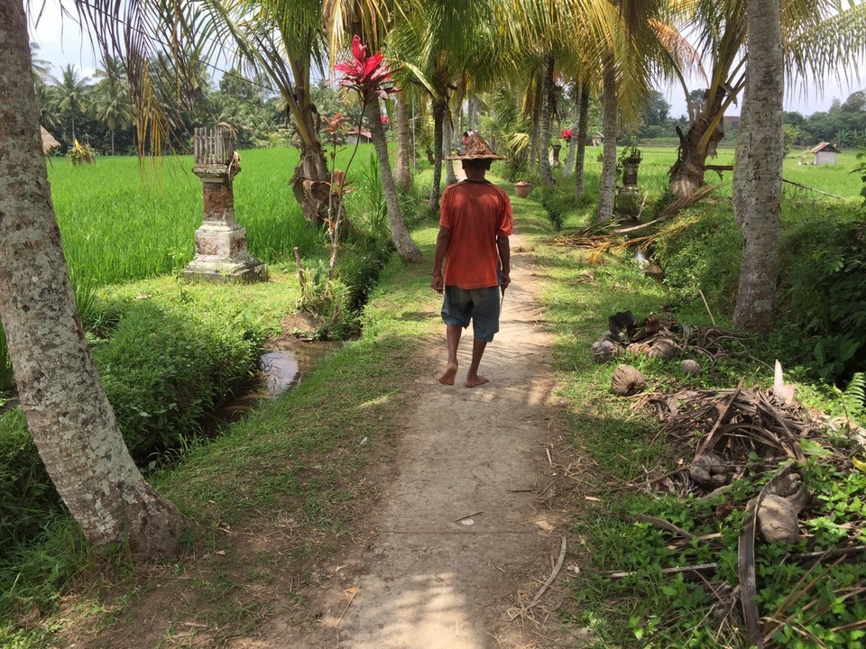  - Indonesien, Gianyar, 80571 - Spaziergang durch die Reisfeder um Ubud