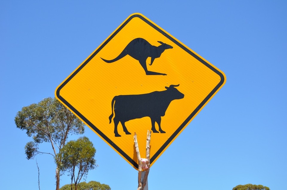 Australien - Kalgoorlie - Achtung Kängurus, Kühe und Grunzis
