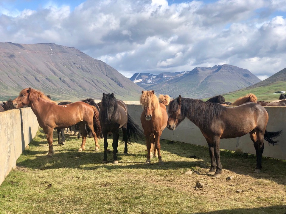 Island - Sveitarfélagið Skagafjörður - 😍