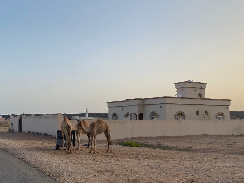 Oman -  - Morgenbesuch am Hotel 