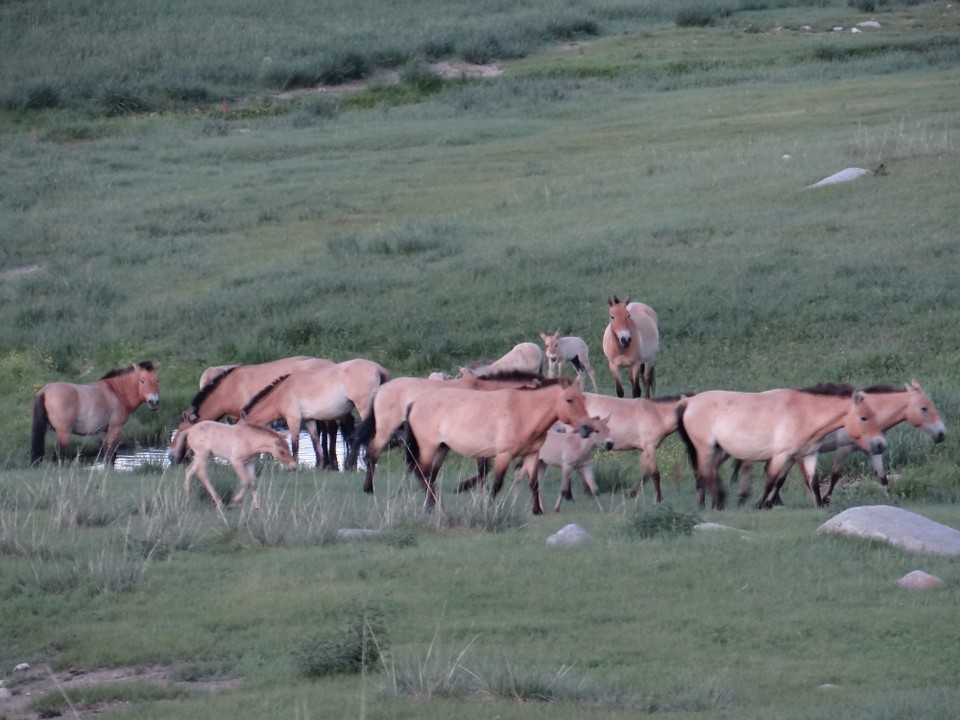 Mongolia - unbekannt - Przewalski's horses