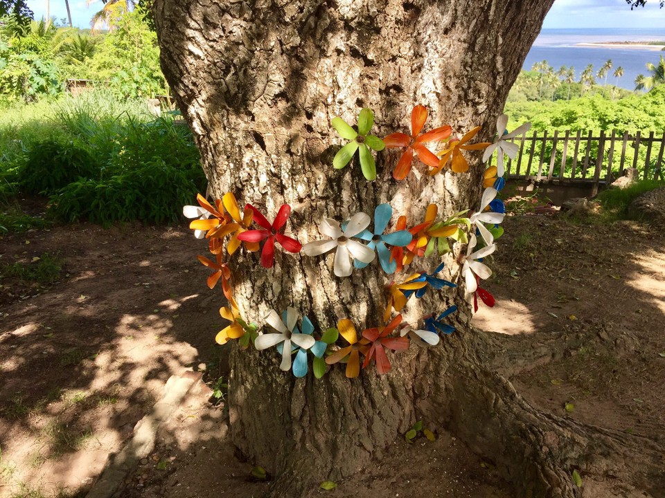 Brasilien - Ilha de Itamaracá - Dorfbaum