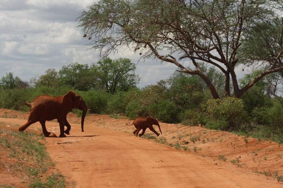 Kenia - Taita - 