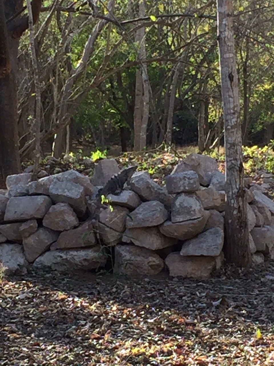 Mexiko - Uxmal - 