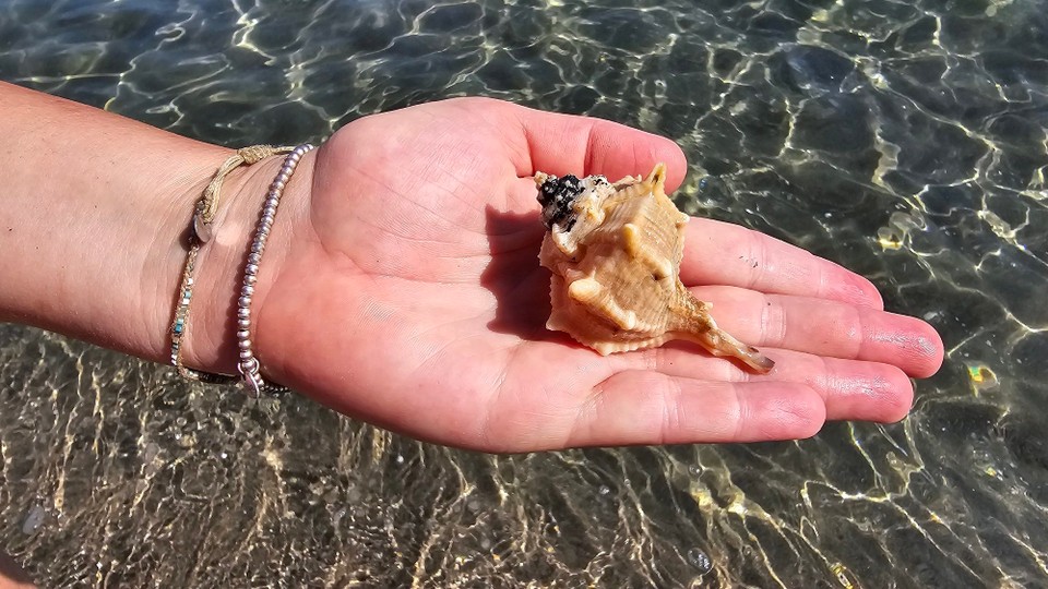 Italien - Muravera - Schöne Muschel gefunden, geht aber wieder zurück ins Meer 