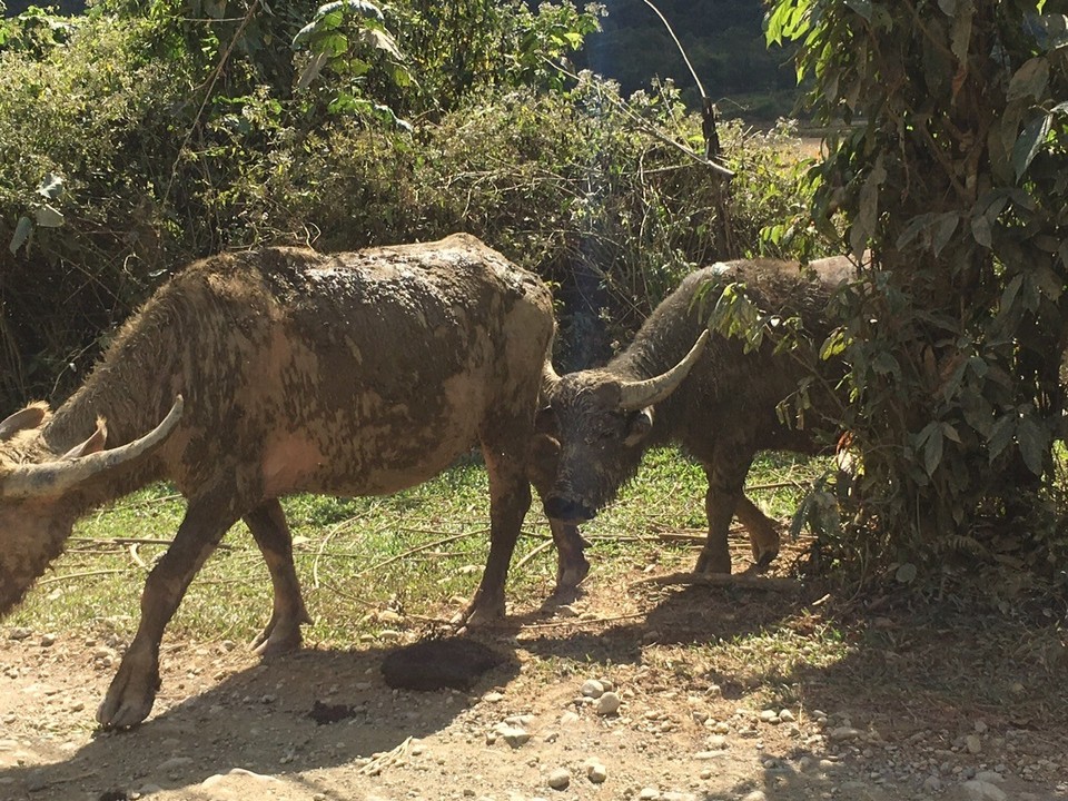 Laos -  - 
