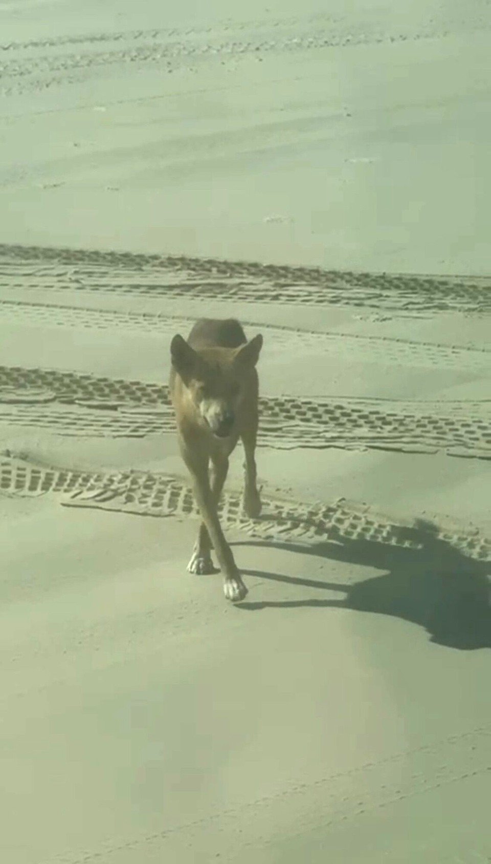 Australien - Noosaville - 200 Dingos läbed uf dere Insle, immerhin eine hemmer aatroffe