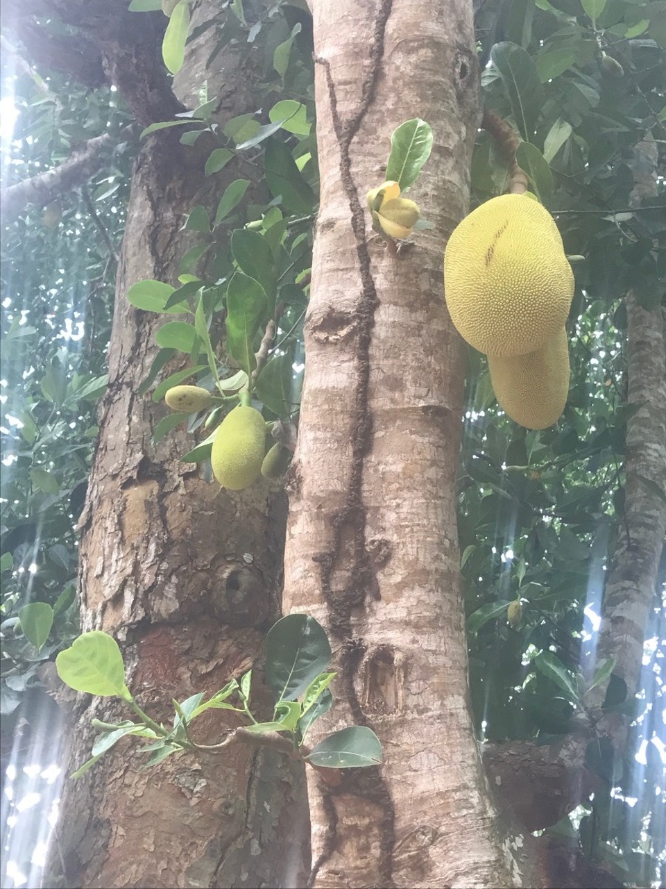 Tansania - Stonetown - Durian