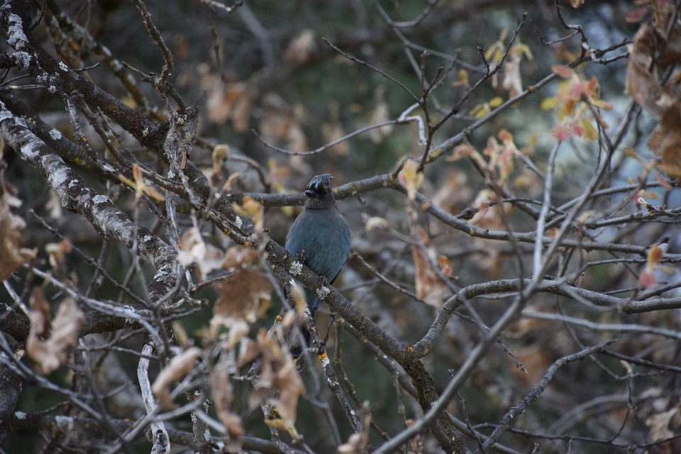 USA - Yosemite-Nationalpark - Ein hübscher blauer Vogel :)