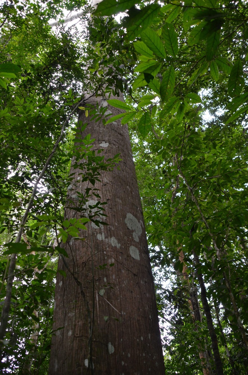 Brasilien - Alter do Chão - Paranussbam oder Brazil Nut