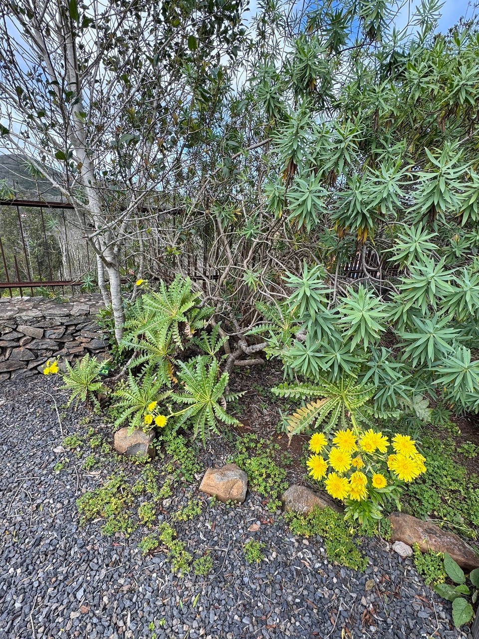 Spanien - San Sebastián de La Gomera - Riesiger Löwenzahn 